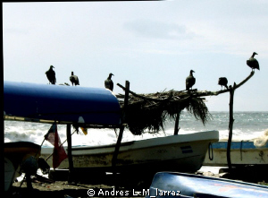 Vultures waiting for the fishermen. by Andres L-M_larraz 